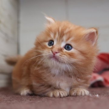 マンチカン(短足)【愛知県・男の子・2025年10月21日・レッドタビーホワイト】の写真「【短足】クリスマスにお迎えできるマンチくん★」