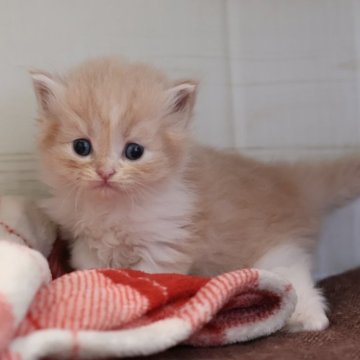 サイベリアン【愛知県・女の子・2025年10月16日・クリームタビーホワイト】の写真「クリーム系のサイベリアン（つむぎ母）」