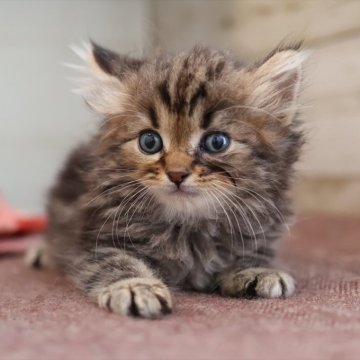 サイベリアン【愛知県・男の子・2025年10月16日・ブラウンタビー】の写真「ブラウン系のサイベリアン（つむぎ母）」