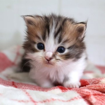 マンチカン(短足)【愛知県・男の子・2025年10月21日・ブラウンタビーホワイト】の写真「【短足】白が生えて可愛い♪ブラウン系マンチ」