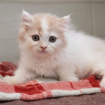 マンチカン(短足)【愛知県・男の子・2025年8月28日・クリームタビーホワイト】の写真「【短足】白多めな方のクリーム系マンチくん★」