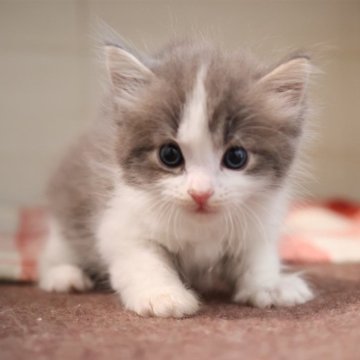 サイベリアン【愛知県・男の子・2025年11月17日・ブルータビーホワイト】の写真「ブルー系サイベリアン（エリザ母）」