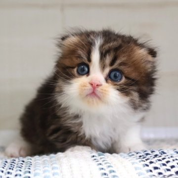 スコティッシュフォールド(折れ耳)【愛知県・男の子・2025年8月27日・ブラウンタビーホワイト】の写真「ブラウン系ハチワレ★写真映えするカワイイ子」