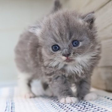 マンチカン(短足)【愛知県・女の子・2025年8月22日・ブルータビーホワイト】の写真「【短足】くりくりお目目の可愛いマンチちゃん♪」