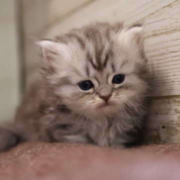 ミヌエット(短足)【愛知県・女の子・2025年10月13日・シルバータビー】の写真「【短足】可愛くて人気の母猫ちゃんから生まれた姉妹」