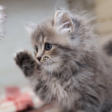 マンチカン(長足)【愛知県・女の子・2025年9月29日・ブルータビーホワイト】の写真「【長足】可愛く育ってます♪ブルー系マンチ」