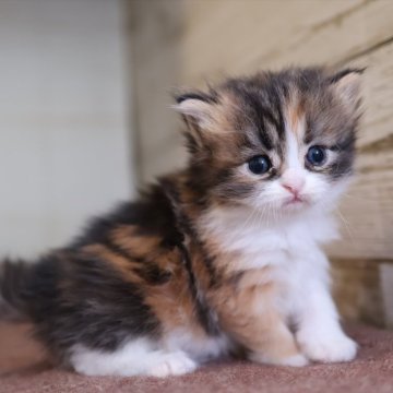 サイベリアン【愛知県・女の子・2025年10月28日・キャリコ】の写真「Xmas＆年末年始を一緒に過ごせる子」