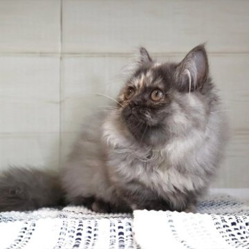 マンチカン(短足)【愛知県・女の子・2025年5月10日・シルバーパッチドタビーホワイト】の写真「【短足】一人遊びも上手にできます（タケ母）」