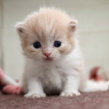 サイベリアン【愛知県・女の子・2025年10月16日・クリームタビーホワイト】の写真「クリーム系のサイベリアン（つむぎ母）」