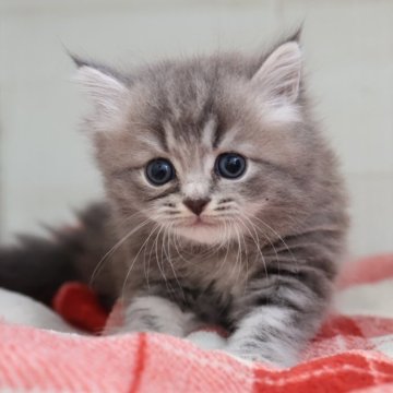 マンチカン(長足)【愛知県・女の子・2025年9月29日・ブルータビーホワイト】の写真「【長足】可愛く育ってます♪ブルー系マンチ」