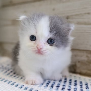 マンチカン(短足)【愛知県・女の子・2025年9月3日・ブルータビーホワイト】の写真「【短足】個性的な柄が可愛い♪ブルー系マンチ」