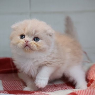 スコティッシュフォールド(折れ耳)【愛知県・女の子・2025年10月27日・クリームタビーホワイト】の写真「【折耳】クリスマスにお迎えできるスコちゃん♪」