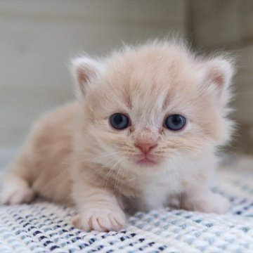 マンチカン(短足)【愛知県・男の子・2025年8月19日・クリームタビー】の写真「【短足】早期見学予約受付中～♪（スザンヌ母）」