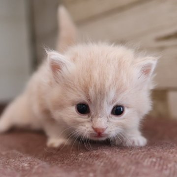 サイベリアン【愛知県・女の子・2025年10月28日・クリームタビーホワイト】の写真「Xmas＆年末年始を一緒に過ごせる子」