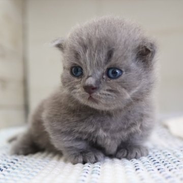 マンチカン(短足)【愛知県・男の子・2025年8月13日・ブルータビー】の写真「【短足】早期見学予約受付中～♪（ミランダ母）」