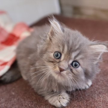 サイベリアン【愛知県・男の子・2025年10月16日・ブルータビー】の写真「ブルー系のサイベリアン（つむぎ母）」