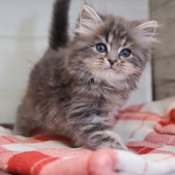 サイベリアン【愛知県・男の子・2025年10月20日・ブルータビー】の写真「ブルー系のサイベリアン（マシュー母③）」