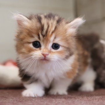 ミヌエット(短足)【愛知県・女の子・2025年10月13日・ブラウンパッチドタビー】の写真「【短足】可愛くて人気の母猫ちゃんから生まれた姉妹」