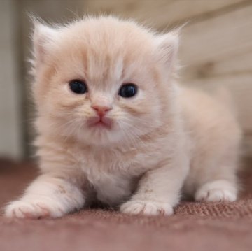 サイベリアン【愛知県・女の子・2025年10月28日・クリームタビーホワイト】の写真「Xmas＆年末年始を一緒に過ごせる子」