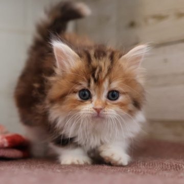 ミヌエット(短足)【愛知県・女の子・2025年10月13日・ブラウンパッチドタビーホワイト】の写真「【短足】可愛くて人気の母猫ちゃんから生まれた姉妹」