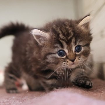 ミヌエット(長足)【愛知県・女の子・2025年10月13日・ブラウンタビー】の写真「【長足】可愛くて人気の母猫ちゃんから生まれた姉妹」