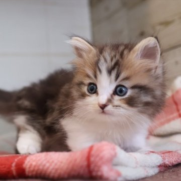 マンチカン(短足)【愛知県・男の子・2025年10月21日・ブラウンタビーホワイト】の写真「【短足】白が生えて可愛い♪ブラウン系マンチ」