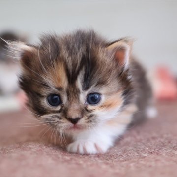 マンチカン(短足)【愛知県・女の子・2025年10月21日・キャリコ】の写真「【短足】キャリコ系マンチ」