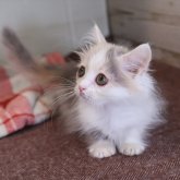 マンチカン(短足)