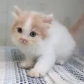 サイベリアン