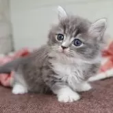 マンチカン(短足)