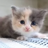 サイベリアン