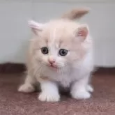 マンチカン(長足)