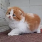 スコティッシュフォールド(折れ耳)