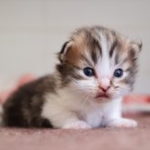 マンチカン(短足)