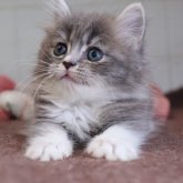 マンチカン(短足)