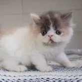 エキゾチックロングヘア