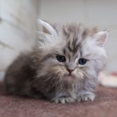 ミヌエット(短足)