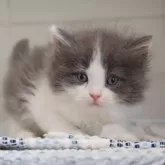 サイベリアン