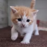 マンチカン(長足)