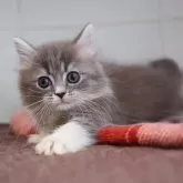 マンチカン(短足)