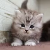 ミヌエット(長足)