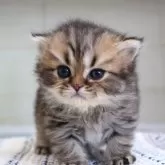 ブリティッシュショートヘア【愛知県・男の子・2025年7月24日・ブラウンタビー】の写真1