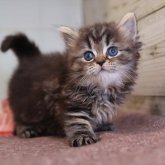 ミヌエット(長足)