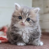 マンチカン(短足)