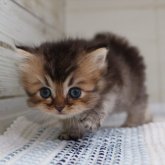 ブリティッシュロングヘア