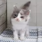 マンチカン(長足)