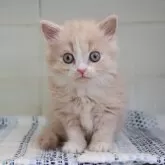 マンチカン(長足)