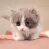 マンチカン(短足)