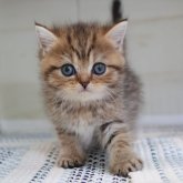 ブリティッシュショートヘア