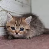 ブリティッシュショートヘア